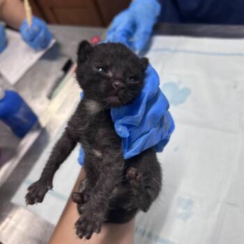 Tubi -  Domestic Short Hair Cat for Adoption in Summerville, South Carolina - Tubi | PetCurious