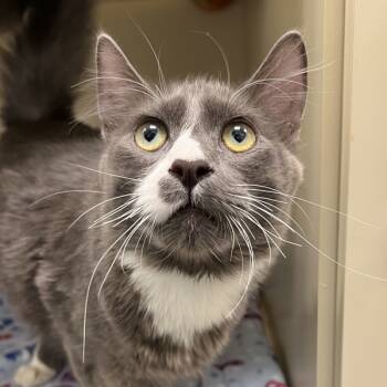 Rescue Domestic Medium Hair Cats for Adoption in Silverdale, Washington - Mike | PetCurious