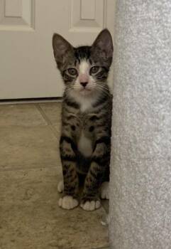 Rocket -  Domestic Short Hair Cat for Adoption in Cumming, Georgia - Rocket | PetCurious