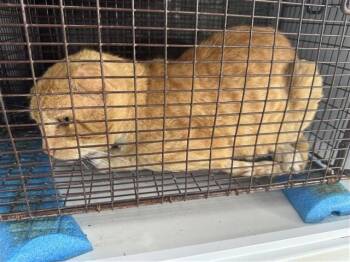 Domestic Short Hair Cats Available for Adoption in Houston, Texas - A655802 | PetCurious