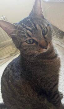 Domestic Short Hair Cats Available for Adoption in Fort Myers, Florida - Kitten | PetCurious