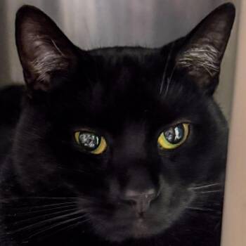 Domestic Short Hair Cats Available for Adoption - Angus *Bonded W/ Jack* | PetCurious