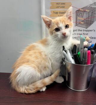 Ken -  Tabby Cat for Adoption in Albuquerque, New Mexico - Ken | PetCurious