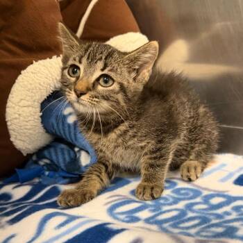 Violet -  Domestic Short Hair Cat for Adoption in Owosso, Michigan - Violet | PetCurious