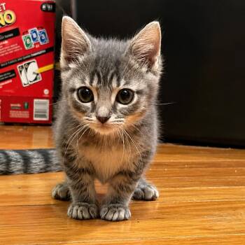 Ubi Doobi Googoo Baby -  Domestic Short Hair and Mixed Breed Cat for Adoption in Spruce Pine, North Carolina - Ubi Doobi Googoo Baby | PetCurious