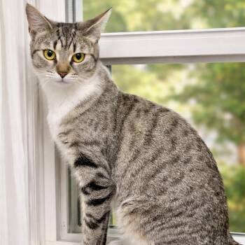 Tabby Cats Available for Adoption in Bethel, Connecticut - Willow | PetCurious
