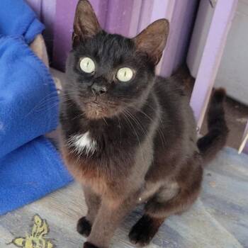 Domestic Short Hair Cats Available for Adoption in Wilmington, Delaware - Celeste | PetCurious