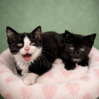 Goliath -  Domestic Short Hair Cat for Adoption in Binghamton, New York - Goliath | PetCurious