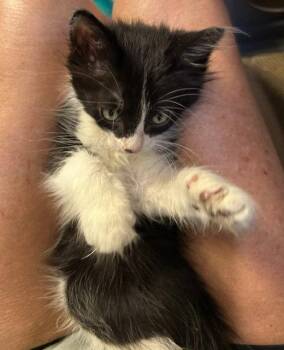 Charlie -  Domestic Medium Hair Cat for Adoption in Orlando, Florida - Charlie | PetCurious