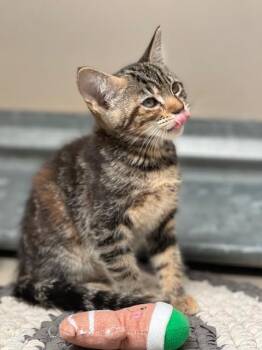 Chloe -  Domestic Short Hair Cat for Adoption in Elko, Nevada - Chloe | PetCurious
