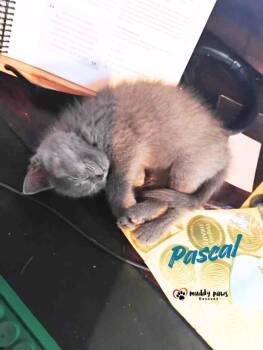 Princess Pals: Pascal -  Domestic Short Hair Cat for Adoption in Council Bluffs, Iowa - Princess Pals: Pascal | PetCurious