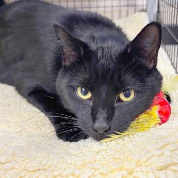 Charlie -  Domestic Short Hair and Mixed Breed Cat for Adoption in Medford, Oregon - Charlie | PetCurious
