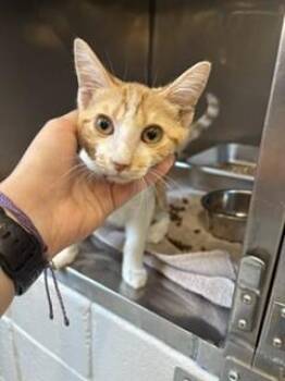 Milo -  Domestic Short Hair Cat for Adoption in Providence Forge, Virginia - Milo | PetCurious