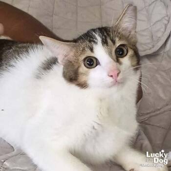 Domestic Short Hair Cats Available for Adoption - Zeus | PetCurious