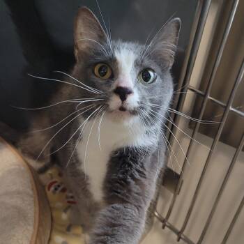 Rescue Domestic Medium Hair Cats for Adoption in Nashville, Indiana - Emory | PetCurious