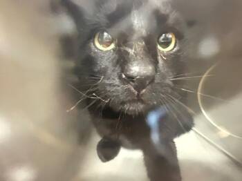 Marco -  Domestic Short Hair Cat Available for Adoption in Douglasville, Georgia - Marco | PetCurious