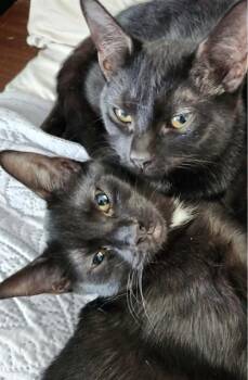 JALAPENO -  Domestic Short Hair Cat for Adoption in Westminster, Maryland - JALAPENO | PetCurious