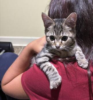 Colton -  Domestic Short Hair Cat for Adoption in Johnson City, Tennessee - Colton | PetCurious