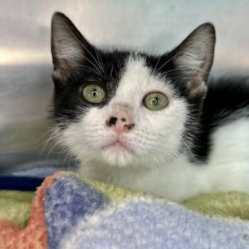 Billie Jean -  Domestic Short Hair Cat for Adoption in Matteson, Illinois - Billie Jean | PetCurious