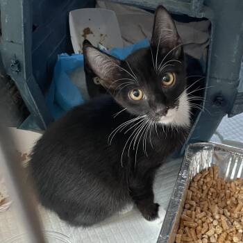 Zanja -  Domestic Short Hair Cat for Adoption in Salt Lake City, Utah - Zanja | PetCurious