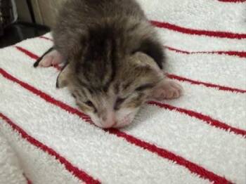 Stormy -  Domestic Short Hair Cat for Adoption in Honolulu, Hawaii - Stormy | PetCurious