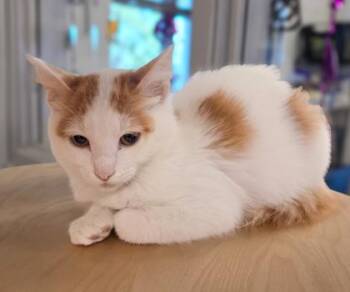 Silas -  Domestic Short Hair Cat for Adoption in Fresno, California - Silas | PetCurious