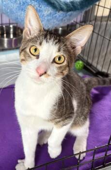 Milky Way -  Domestic Short Hair Cat for Adoption in Dalzell, Illinois - Milky Way | PetCurious