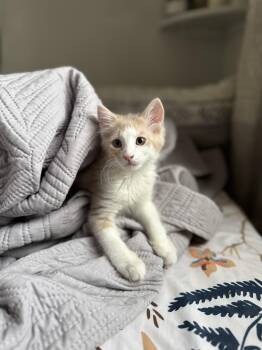 Mui (Bonded to Lana) -  Domestic Medium Hair Cat for Adoption in New York, New York - Mui (Bonded To Lana) | PetCurious