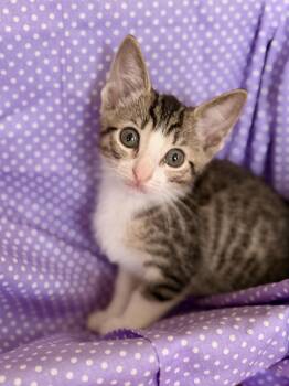 Rory -  Domestic Short Hair Cat for Adoption in Gradyville, Kentucky - Rory | PetCurious