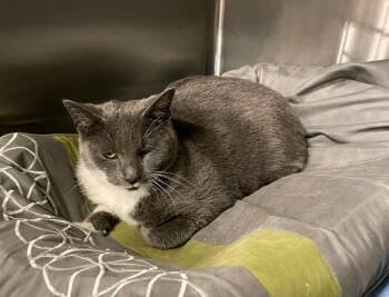 Rescue Domestic Short Hair Cats for Adoption in Philadelphia, Pennsylvania - Snoop | PetCurious