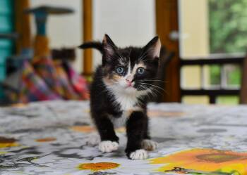 Miata -  Domestic Short Hair Cat for Adoption in Hermitage, Pennsylvania - Miata | PetCurious