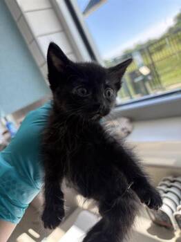 SAILOR -  Domestic Short Hair Cat for Adoption in Pearland, Texas - SAILOR | PetCurious