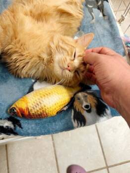 Cheezit -  Domestic Long Hair Cat for Adoption in Effingham, Illinois - Cheezit | PetCurious