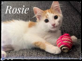 Rosie -  Domestic Medium Hair Cat for Adoption in El Cajon, California - Rosie | PetCurious