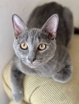Rescue Russian Blue and Chartreux Cats for Adoption in Long Beach, California - Misty And Mama Bella | PetCurious