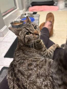 Harlequin -  Domestic Short Hair Cat for Adoption in Lunenburg, Massachusetts - Harlequin | PetCurious