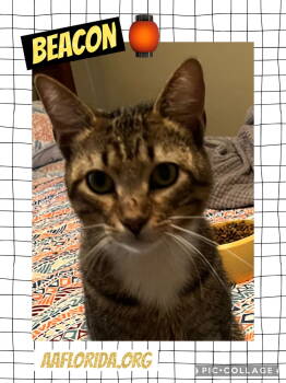 Rescue Tabby and Domestic Short Hair Cats for Adoption in Pensacola, Florida - Beacon | PetCurious