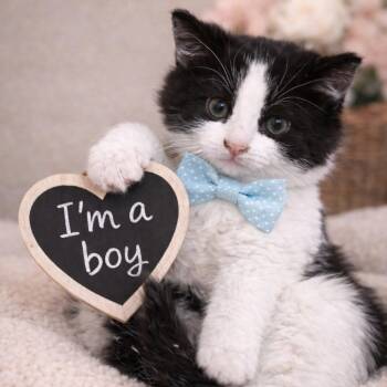 Tuxedo Cats Available for Adoption - Jareth | PetCurious