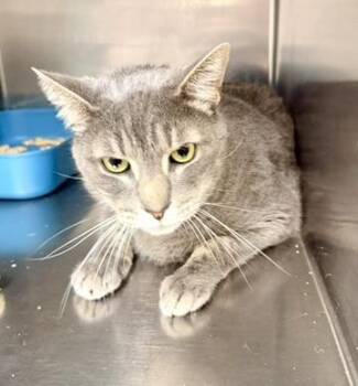 Figaro -  Domestic Short Hair Cat for Adoption in Petersburg, Virginia - Figaro | PetCurious