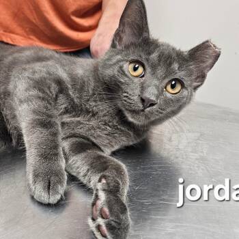 Jordan -  Domestic Short Hair Cat for Adoption in Oneonta, New York - Jordan | PetCurious
