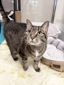 Mellie - soooo affectionate and adorable too -  Tabby Cat for Adoption in Oshkosh, Wisconsin - Mellie - Soooo Affectionate And Adorable Too | PetCurious