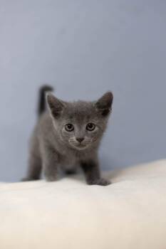 Tessa -  Domestic Long Hair Cat for Adoption - Tessa | PetCurious
