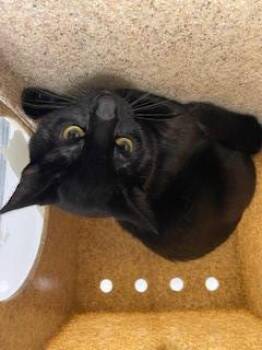 Domestic Short Hair Cats Available for Adoption - WINCHESTER | PetCurious