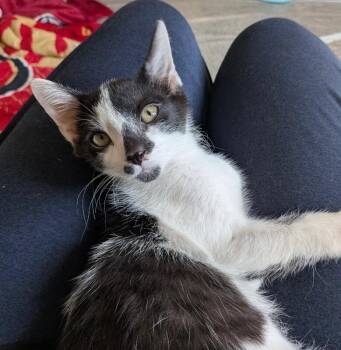 Calico Cats Available for Adoption in Anthem, Arizona - Bruin - Stanley Cup Litter | PetCurious
