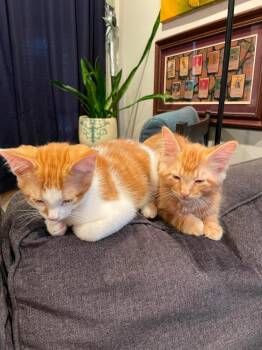 Sunny -  Domestic Long Hair Cat for Adoption in Chicago, Illinois - Sunny | PetCurious
