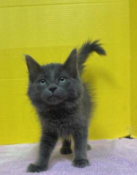 Blossom -  Domestic Short Hair Cat for Adoption in Houston, Texas - Blossom | PetCurious