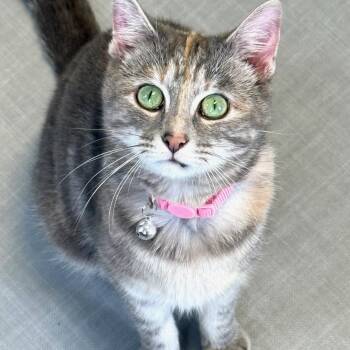 Celeste -  Domestic Short Hair Cat for Adoption in Greensburg, Pennsylvania - Celeste | PetCurious