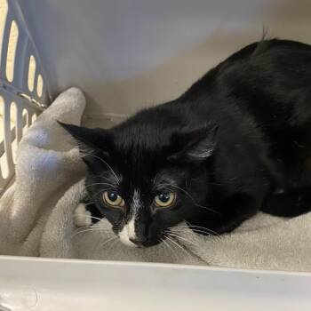 Tux -  Domestic Short Hair Cat for Adoption in Memphis, Tennessee - Tux | PetCurious