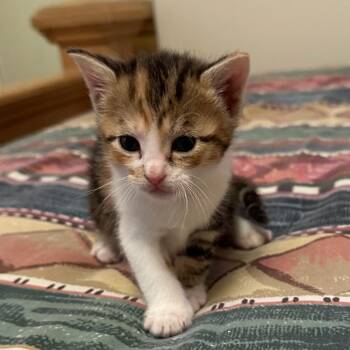 Domestic Short Hair Cats Available for Adoption in Madisonville, Tennessee - Merlot | PetCurious