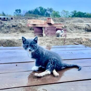Feather -  Domestic Short Hair Cat for Adoption in Rochester, Minnesota - Feather | PetCurious
